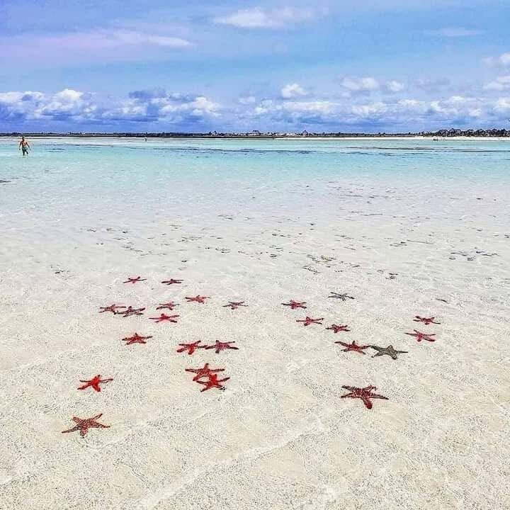 Stelle marine sulla sabbia bianca dell'Isola dell'Amore