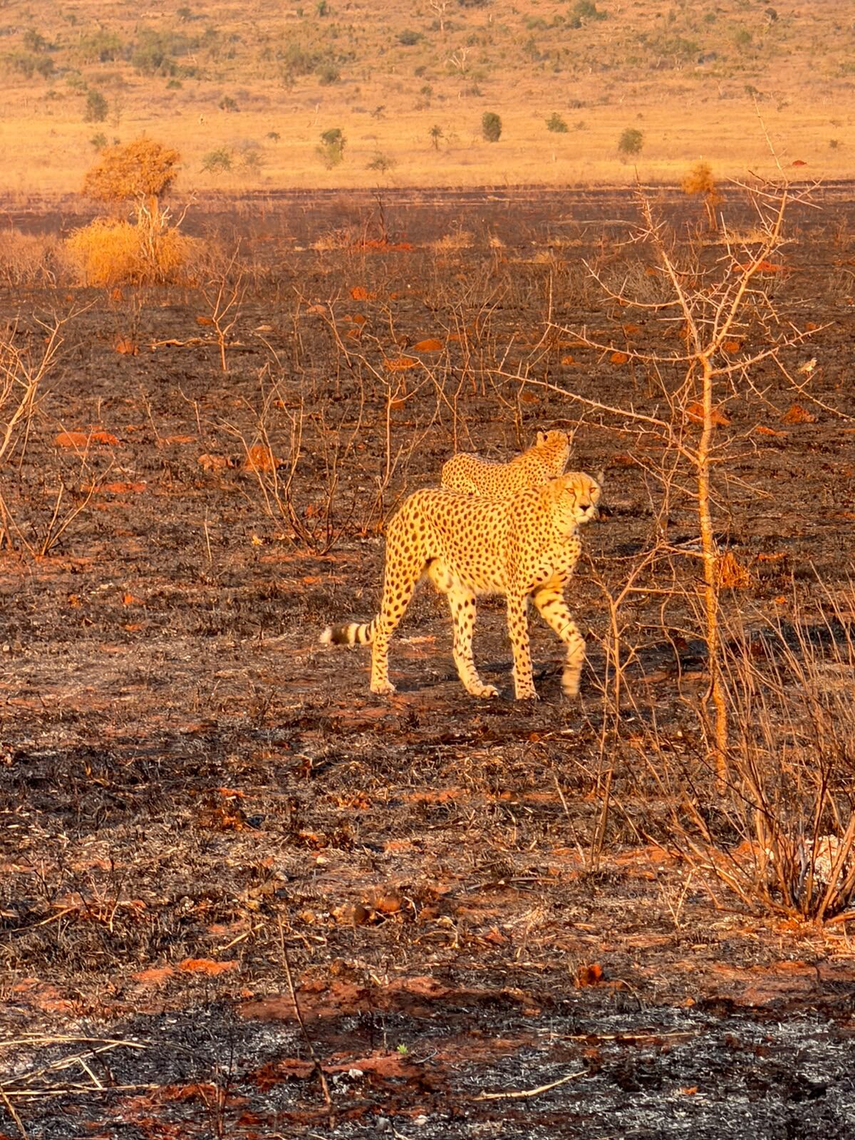 Ghepardi nella savana bruciata di Tsavo
