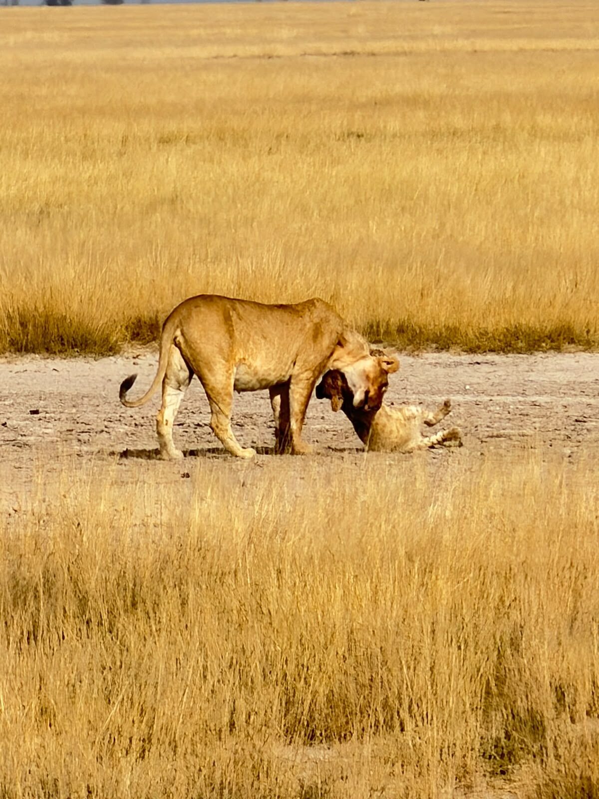 Fauna selvatica di Tsavo Est