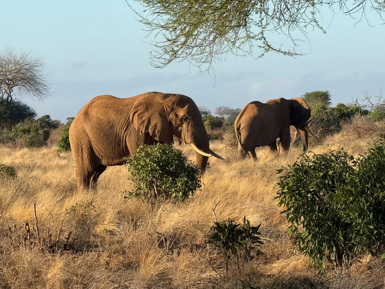 Fauna selvatica nel triangolo del sud