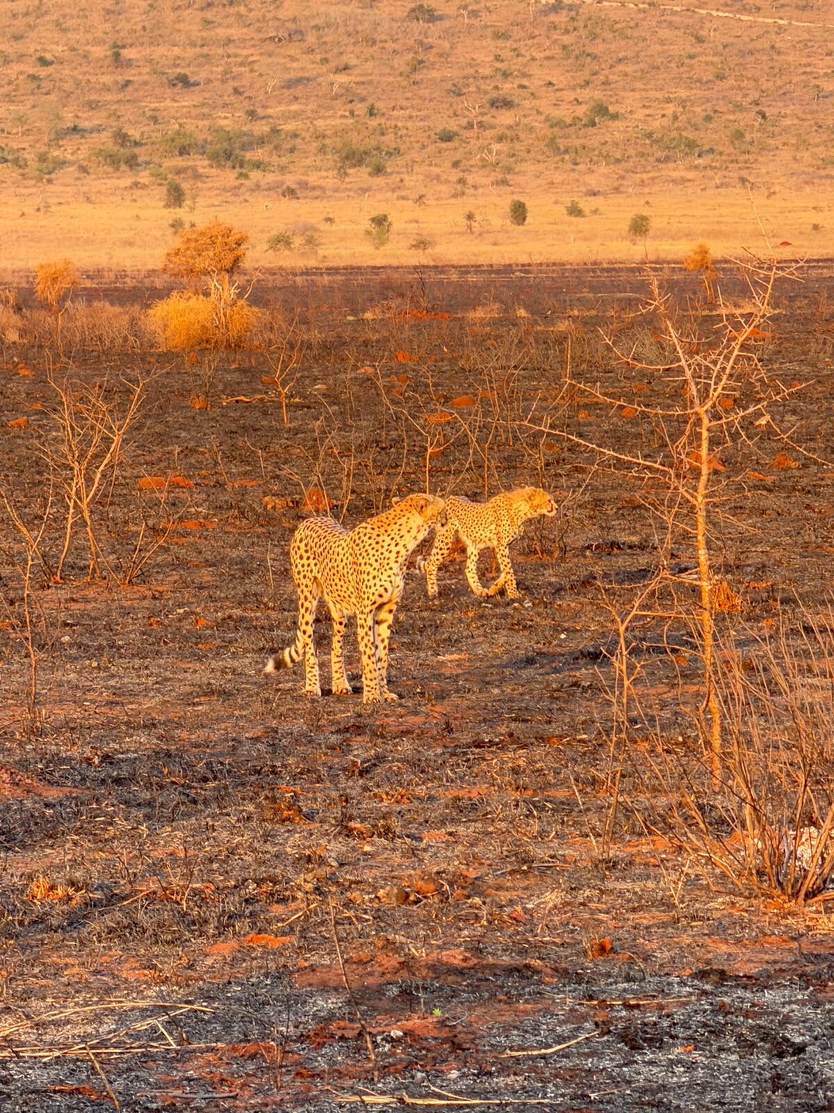 Grandi mammiferi nella savana
